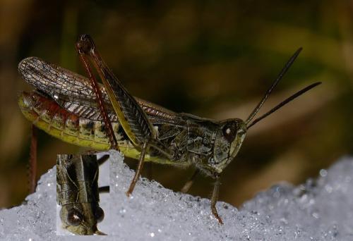 Chorthippus sp.