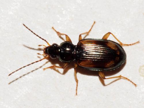Réf. 131 177 : Bembidion tetracolum
