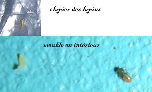 Indéterminé