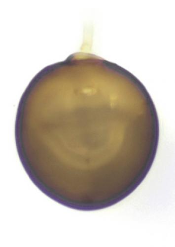 Réf. 131 125 : Euconnus campestris