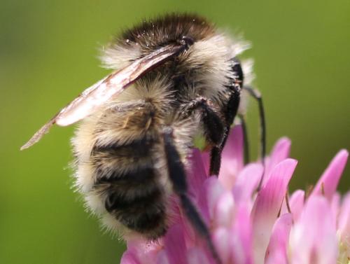 Réf. 131 502 : Bombus humilis
