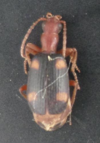 Brachinus exhalans