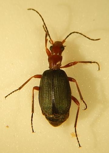 Brachinus nigricornis