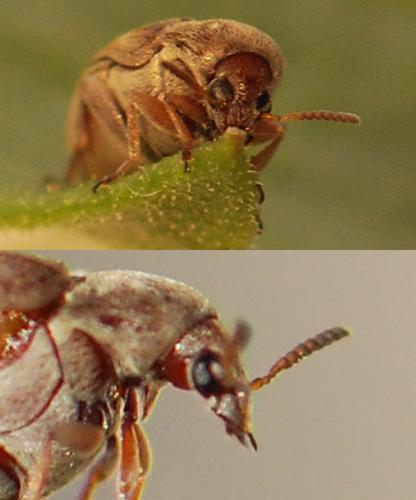 Bruchidius terrenus