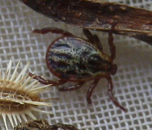 Réf. 131 383 : Dermacentor sp.