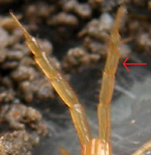 Réf. 131 737 : Cryptops sp.