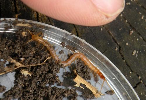 Cryptops sp.