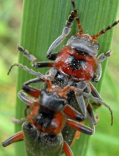 Réf. 131 840 : Cantharis rustica