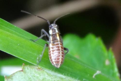 Capsodes sp.