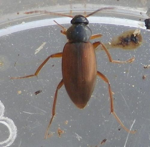 Choleva sp.