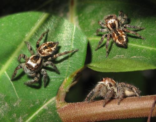 Réf. 131 163 : Carrhotus sp.