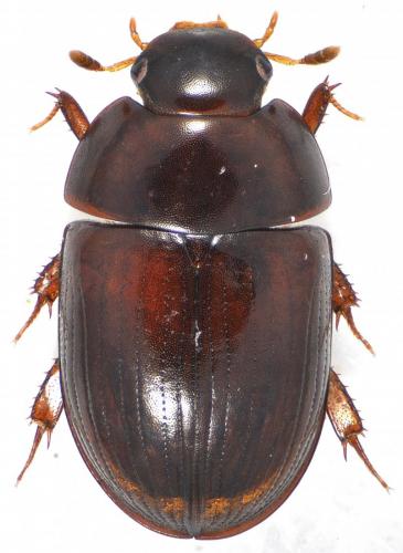 Réf. 131 832 : Dactylosternum abdominale
