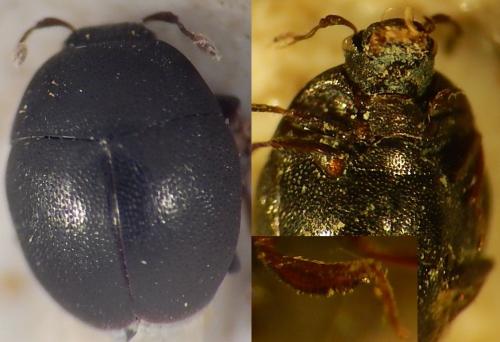 Réf. 131 253 : Chaetabraeus globulus