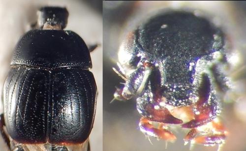 Chalcionellus decemstriatus decemstriatus