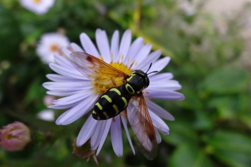 Réf. 131 372 : Chrysotoxum festivum