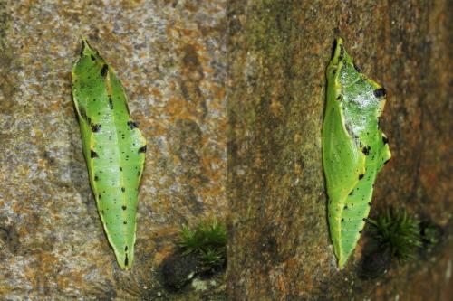Réf. 131 302 : Pieris napi