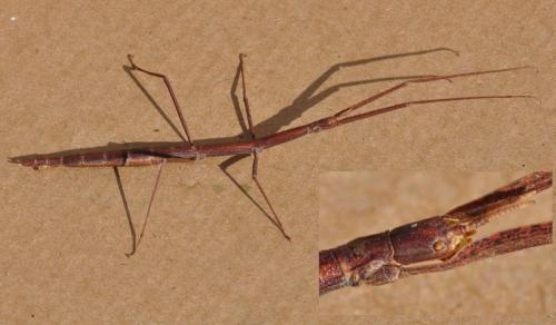Clonopsis gallica