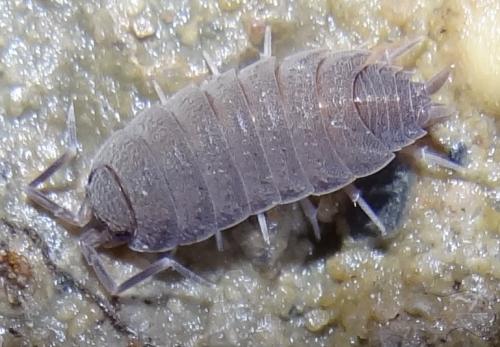 Réf. 131 146 : Porcellionides pruinosus