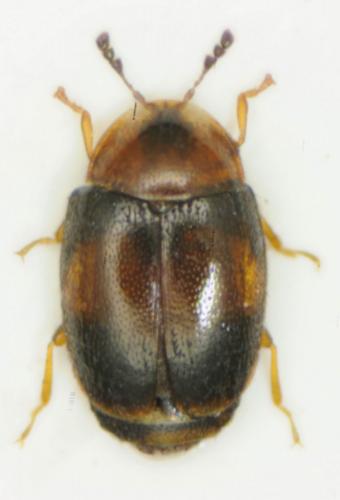 Arthrolips fasciata