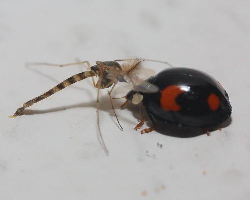 Harmonia axyridis