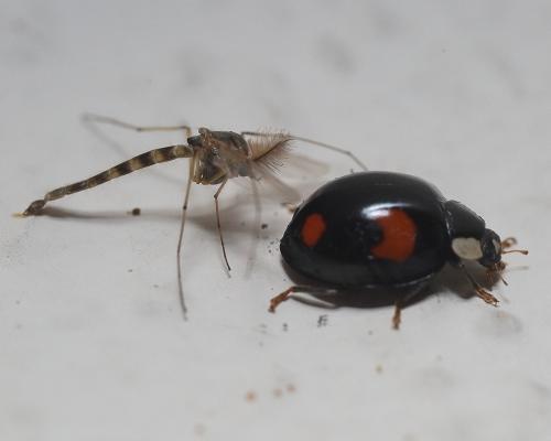 Harmonia axyridis