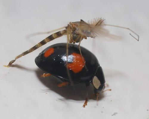 Harmonia axyridis