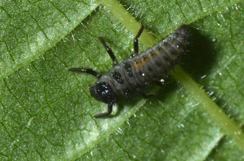 Harmonia axyridis