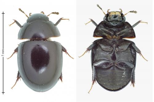 Coelostoma hispanicum