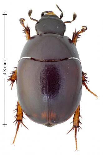 Réf. 131 692 : Sphaeridium marginatum