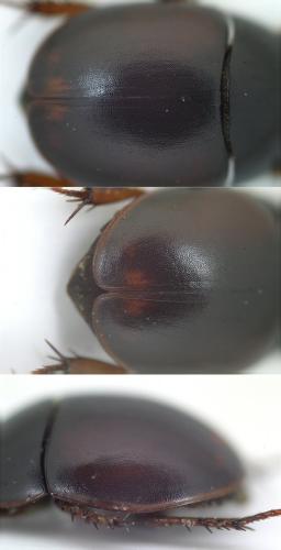 Réf. 131 702 : Sphaeridium marginatum