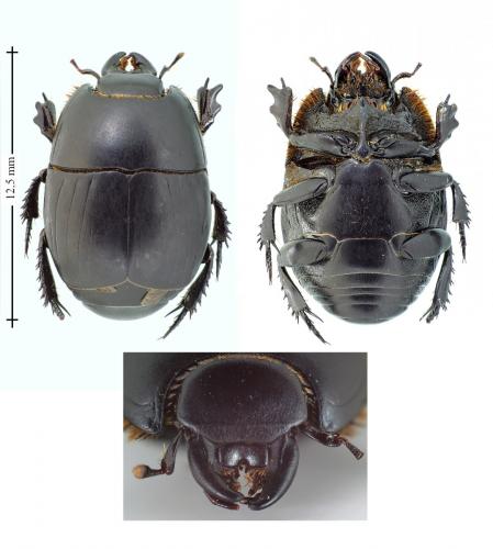 Réf. 131 921 : Pactolinus major