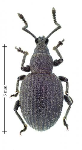 Otiorhynchus rugifrons