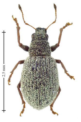Réf. 131 409 : Stasiodis parvulus