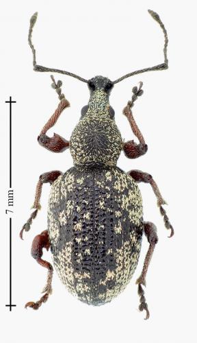 Otiorhynchus lepidopterus