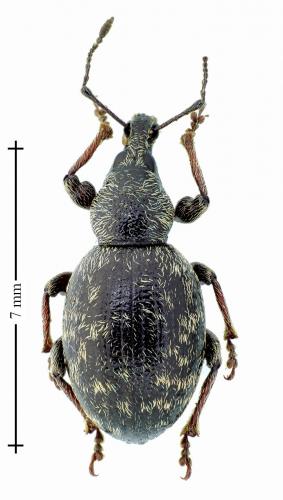 Réf. 131 334 : Otiorhynchus chrysocomus