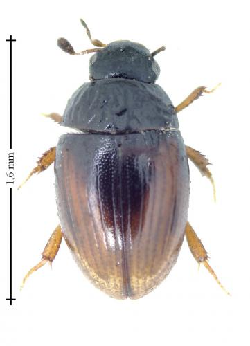 Cercyon sp.