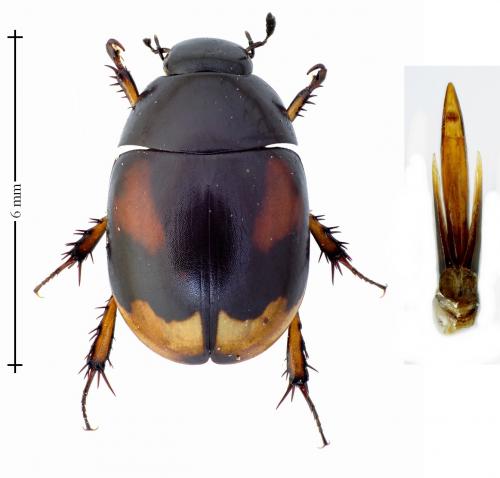 Réf. 131 635 : Sphaeridium scarabaeoides