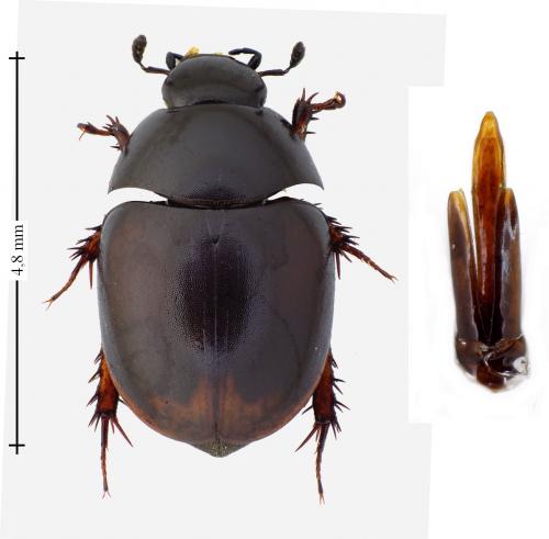 Sphaeridium bipustulatum