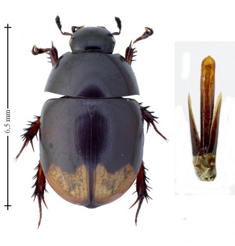 Sphaeridium lunatum