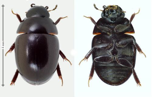 Coelostoma orbiculare