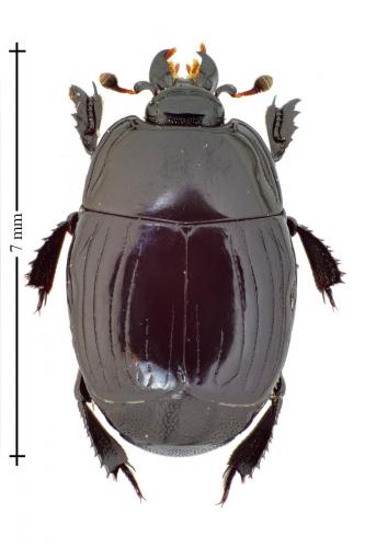Réf. 131 666 : Margarinotus merdarius