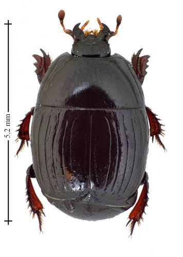 Atholus duodecimstriatus duodecimstriatus