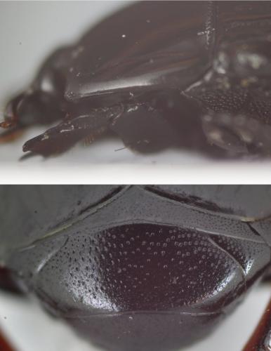 Atholus duodecimstriatus duodecimstriatus