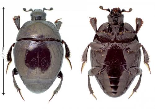 Réf. 131 883 : Saprinus semistriatus