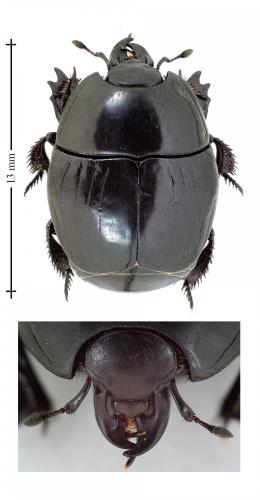 Réf. 131 922 : Pachylister inaequalis
