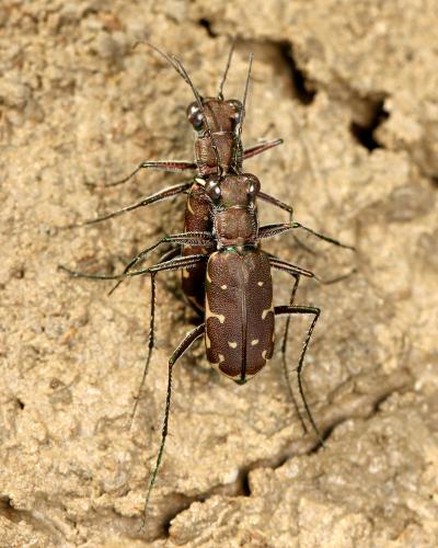 Myriochila melancholica