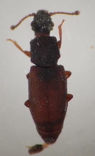 Monotoma brevicollis