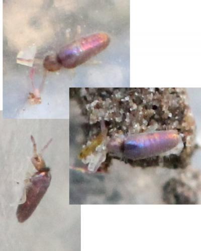 Réf. 131 508 : Lepidocyrtus cyaneus