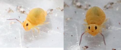 Bourletiella arvalis