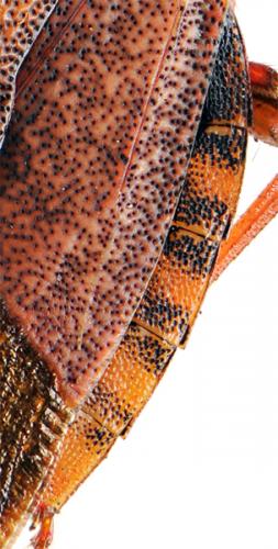 Carpocoris mediterraneus atlanticus